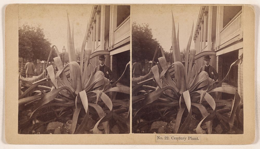 Century Plant. by Charles Harrison Colby