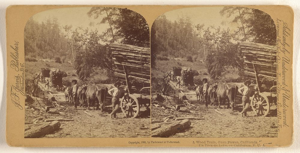 A Wood Train, Oxen Power, California. by Underwood and Underwood