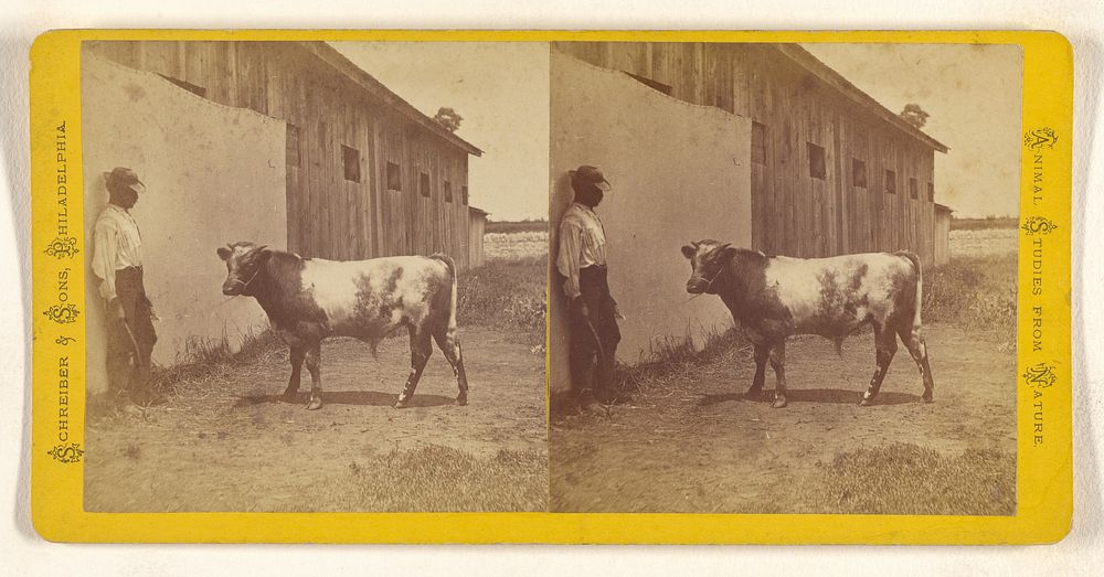 Black man holding a cow by Schreiber and Sons