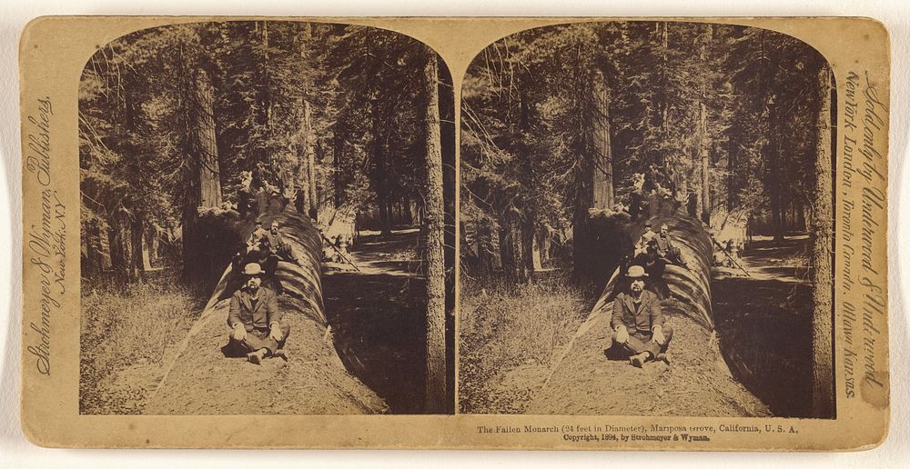 The Fallen Monarch (24 feet in Diameter), Mariposa Grove, California, U.S.A. by Strohmeyer and Wyman