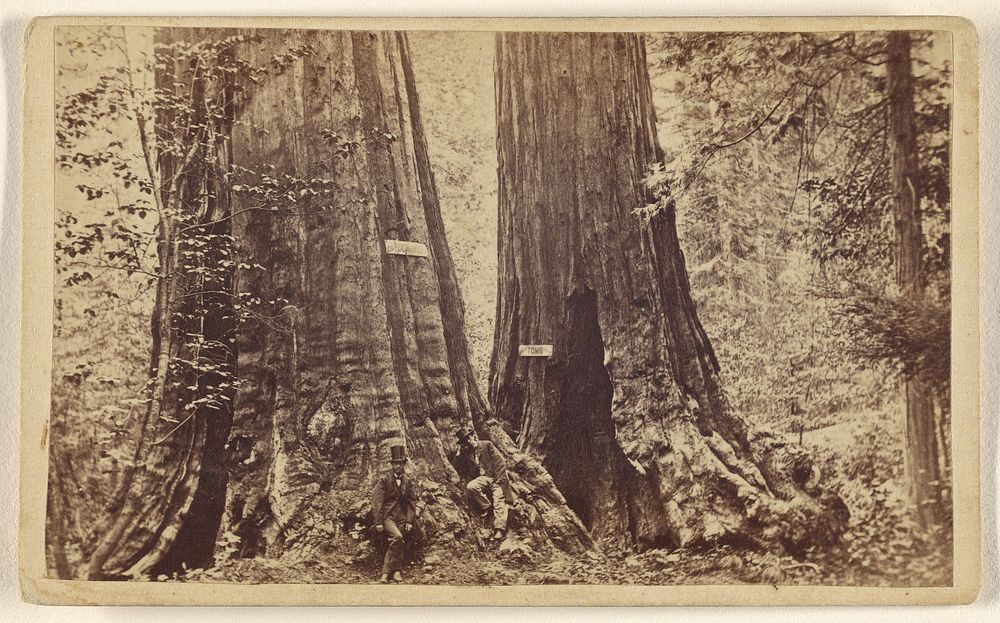 Big Trees - Old Dominion and Uncle Tom's Cabin. Mammoth Grove. by Lawrence and Houseworth