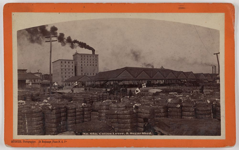 Cotton Levee, & Sugar Shed. by George Francois Mugnier