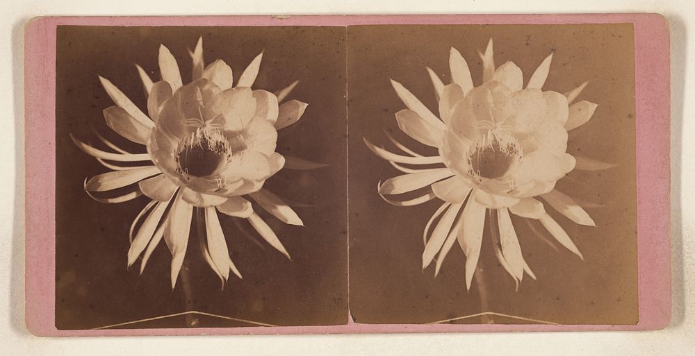 Night Blooming Gereous taken by electric light at 11 oclock P.M. by Henry D Chatterton