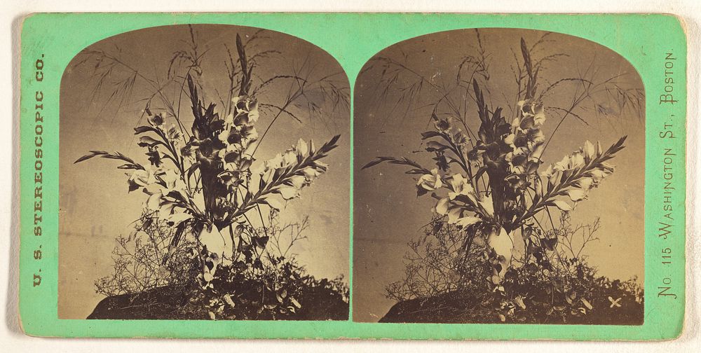 Gladiolus. by U S Stereoscopic Company