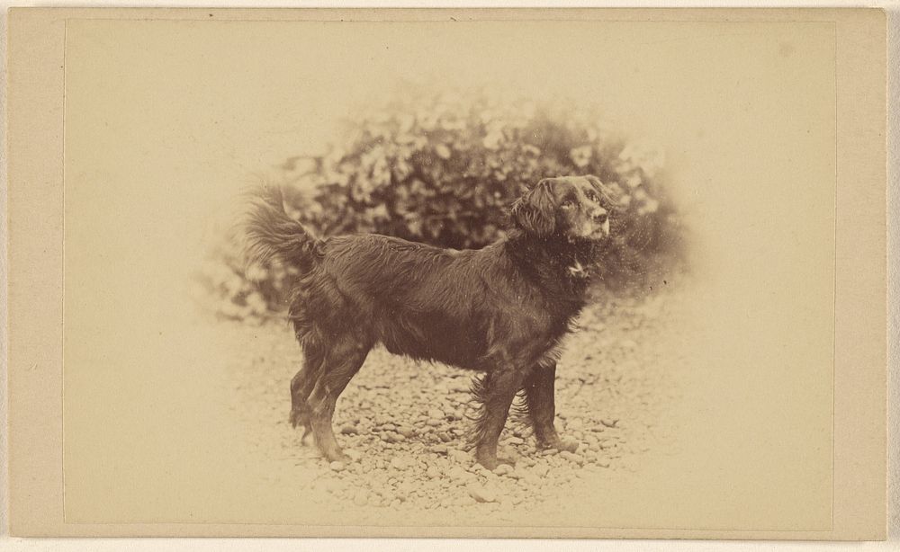 Dog standing, printed in vignette-style