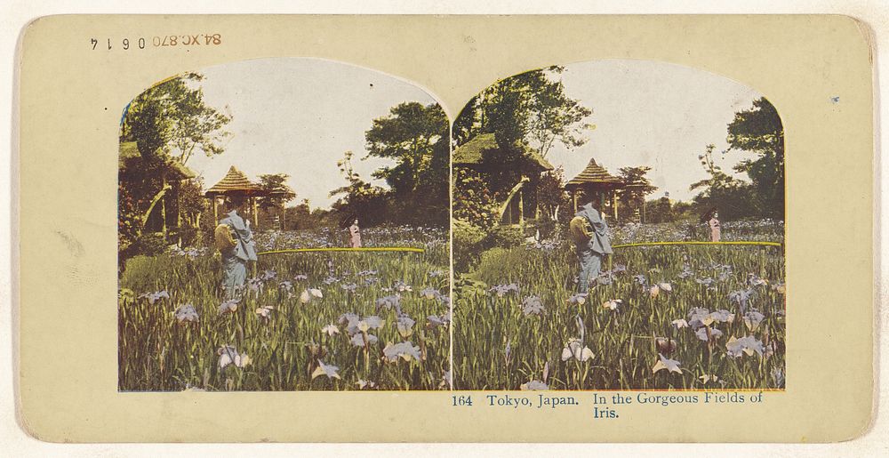 Tokyo, Japan. In the Gorgeous Fields of Iris (recto); Native Tifflin House, Isl. of Java (verso)
