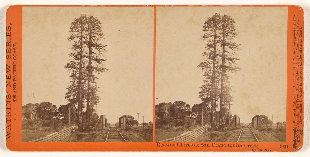 Redwood Trees at San Francisquita Creek, Menlo Park. by Carleton Watkins