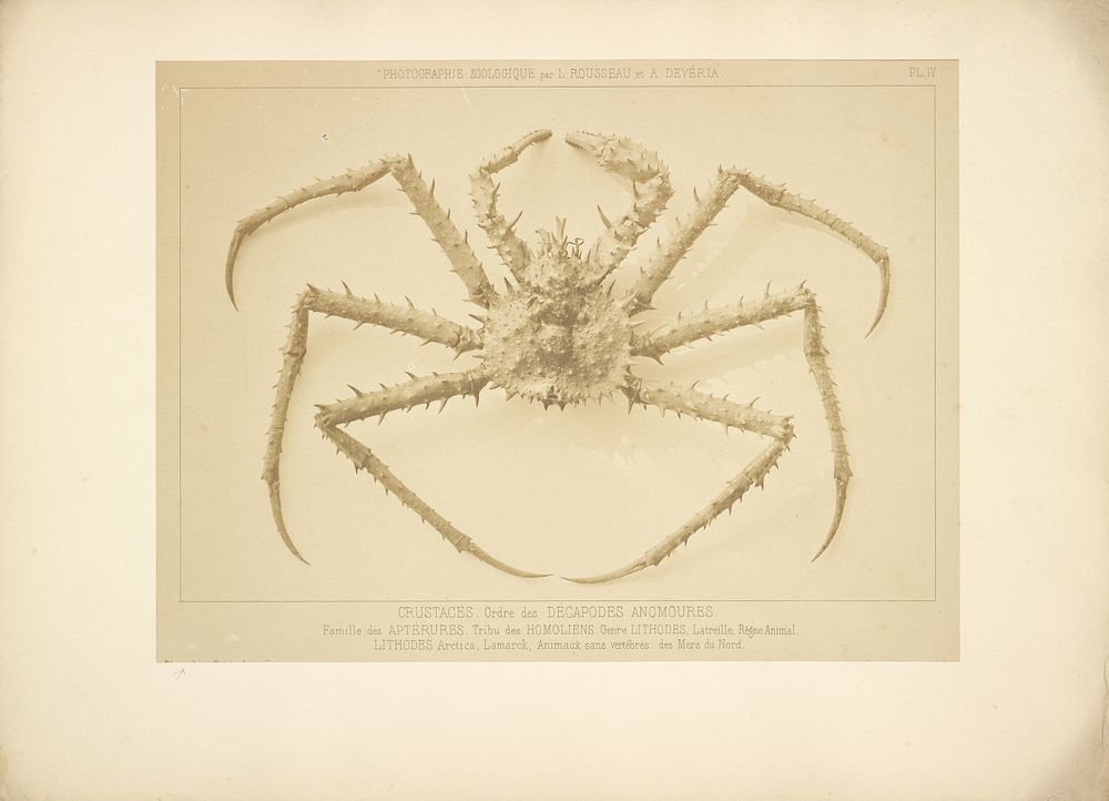Crab by Bisson Frères, Louis Amédée Mante and Lemercier et Cie