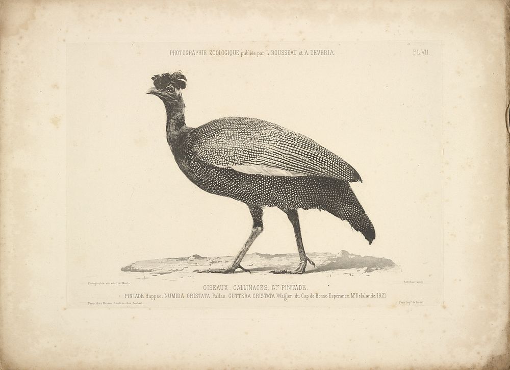 Guineau Fowl by Bisson Frères, Louis Amédée Mante and Lemercier et Cie