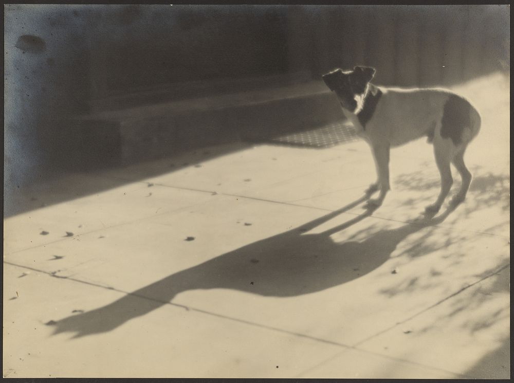 Dog and its Shadow by Louis Fleckenstein
