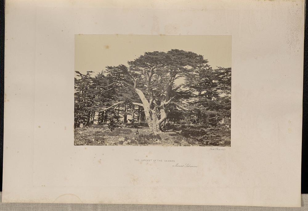 The Largest of the Cedars, Mount Lebanon by Francis Frith