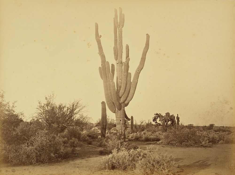 Cereus Gigantus, S.P.R.R., Arizona. by Carleton Watkins
