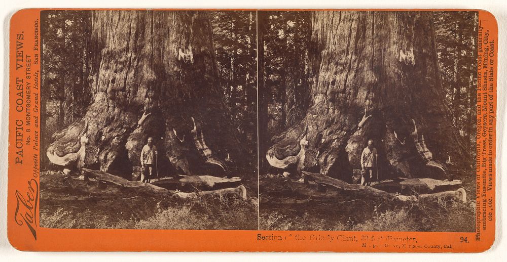 Section of the Grizzly Giant, 33 Feet Diameter, Mariposa Grove, Mariposa County, Cal. by Carleton Watkins