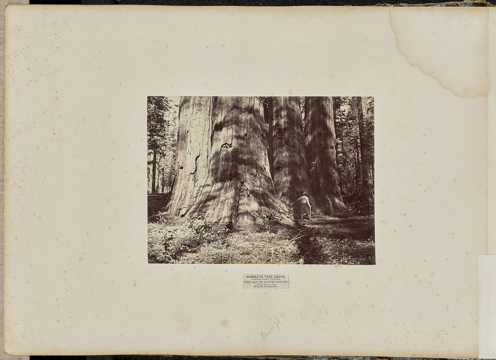 Mammoth Tree Grove, Calaveras County, California. The Salem Witch Group. Average 300 Feet High, 65 Feet in Circumference by…