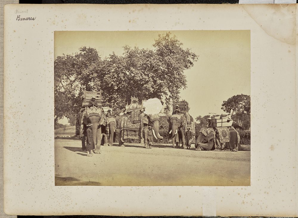 A Group of H.E. the Viceroy's Elephants with Their State Trappings by Samuel Bourne