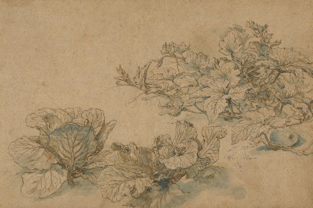 Studies of a Marrow Plant and Cabbages by Abraham Bloemaert