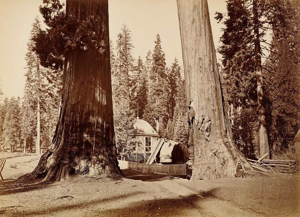 The Pavilion Stump seen through the Sentinels, Calaveras Grove by Carleton Watkins