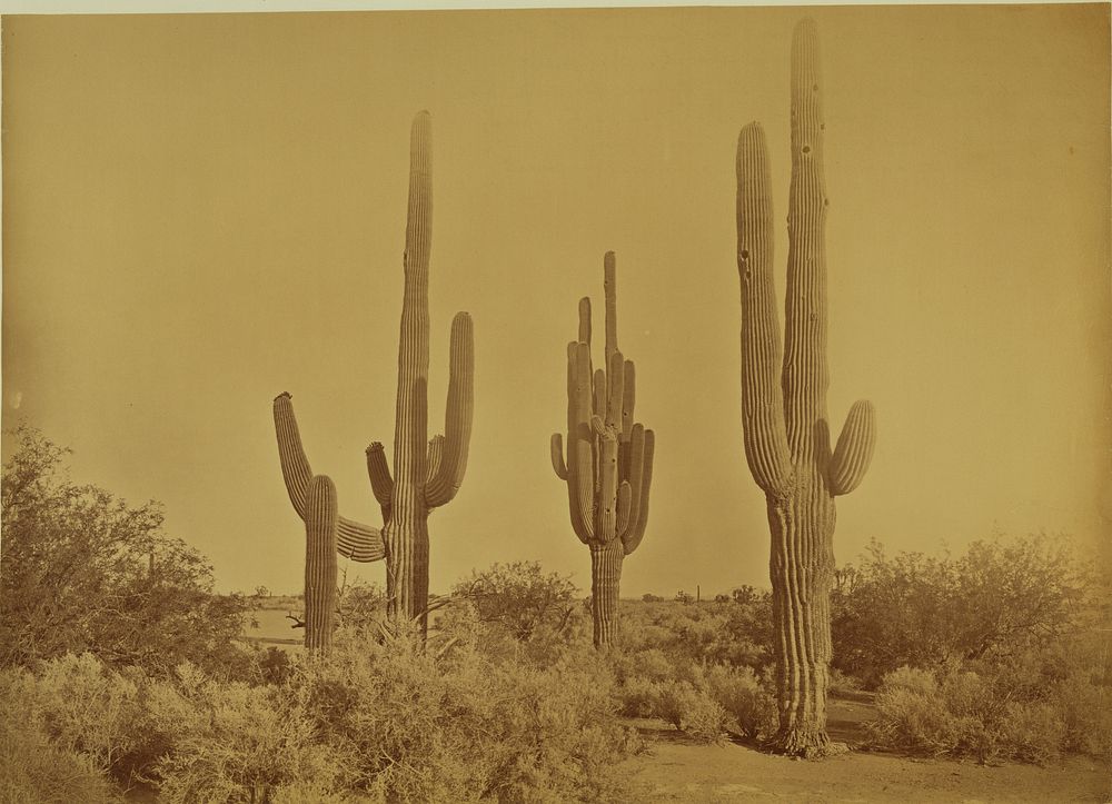 Cactus, Arizona - Cereus Giganteus by Carleton Watkins
