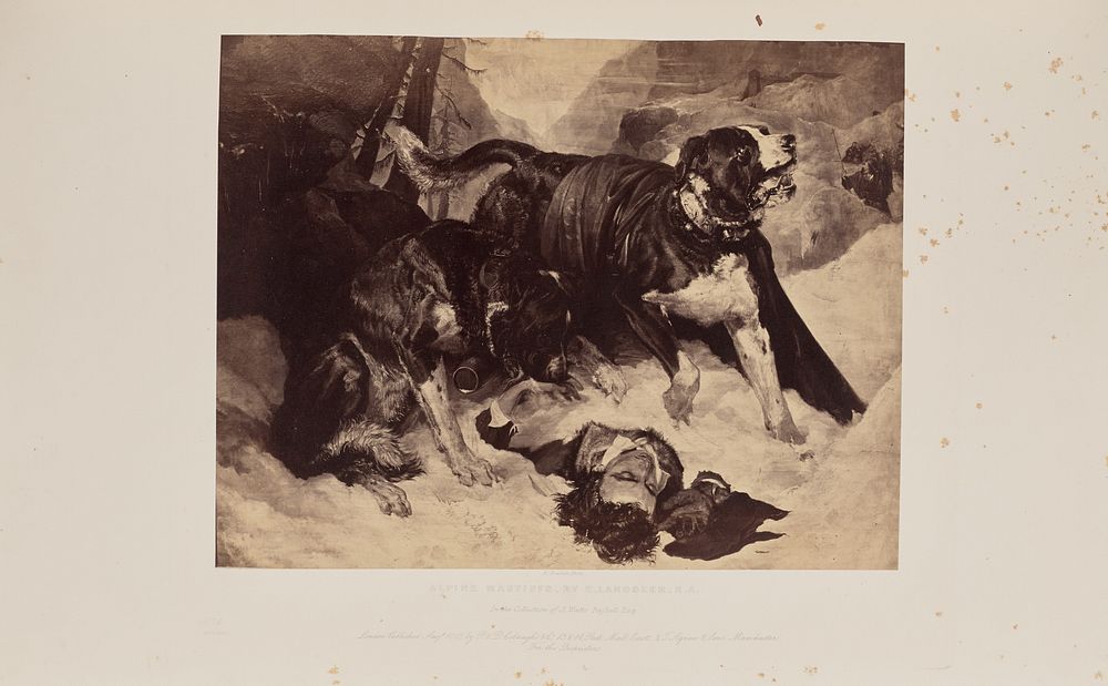Alpine Mastiffs, by E. Landseer, R.A. by Robert Howlett