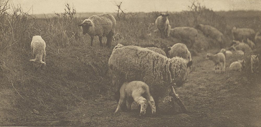 A March Pastoral. [Suffolk.] by Peter Henry Emerson