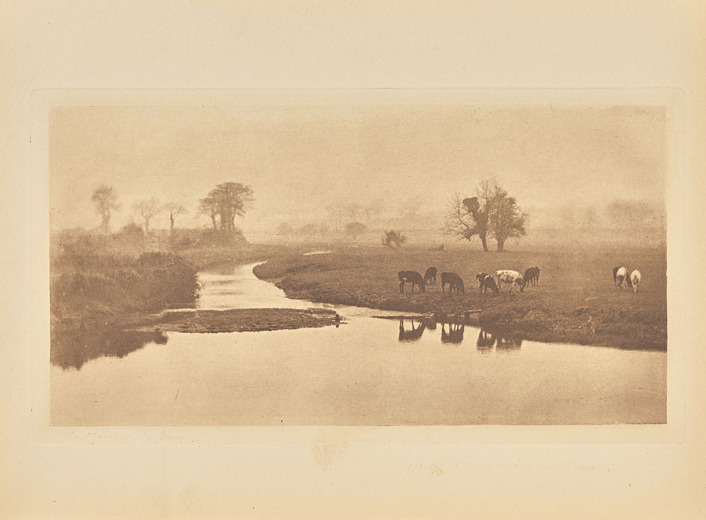 Sheep on the Marshes by Peter Henry Emerson