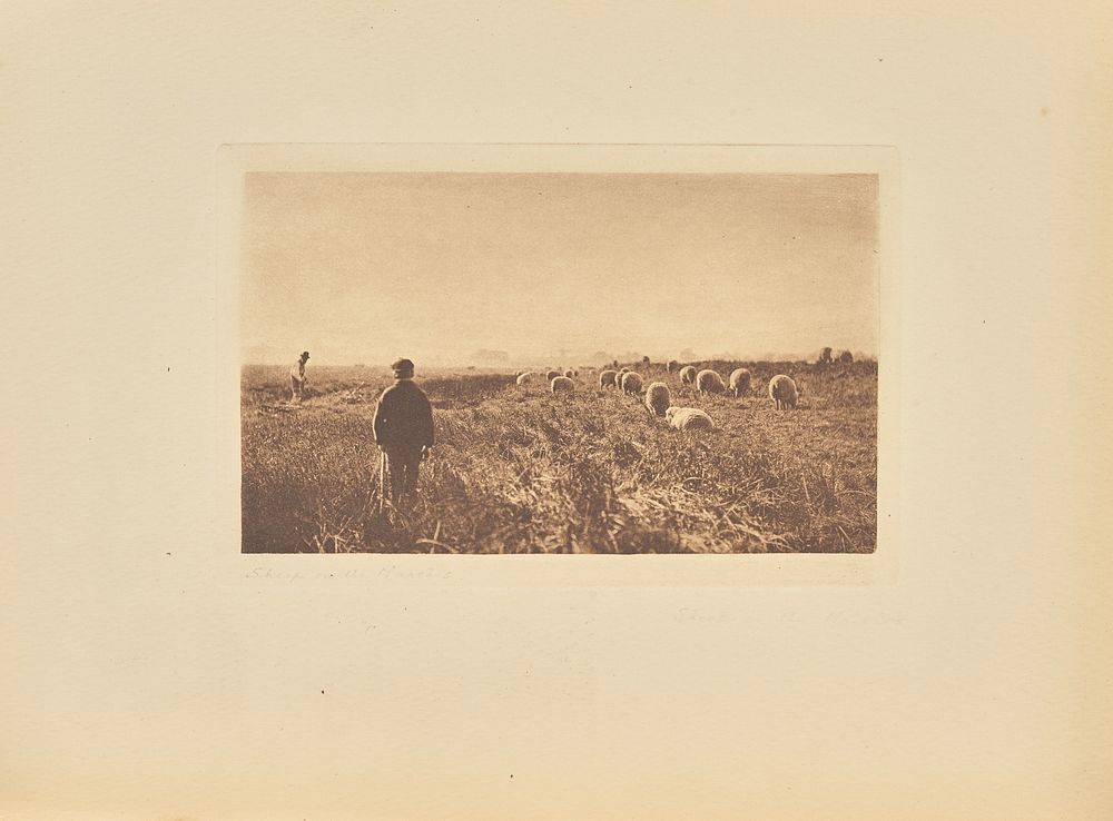 The Marshes in June by Peter Henry Emerson