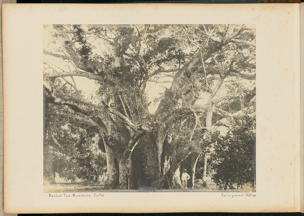 Baobab Tree. Mombassa.