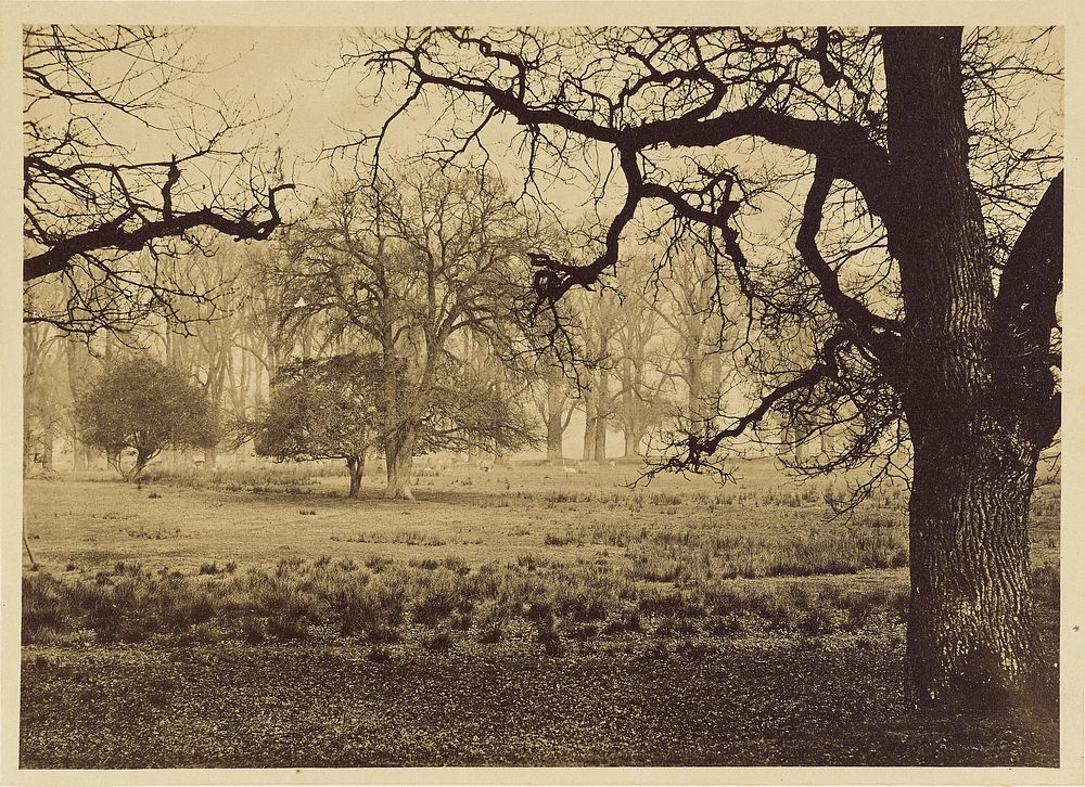 Windsor Park, Deer Feeding by William Henry Nicholl