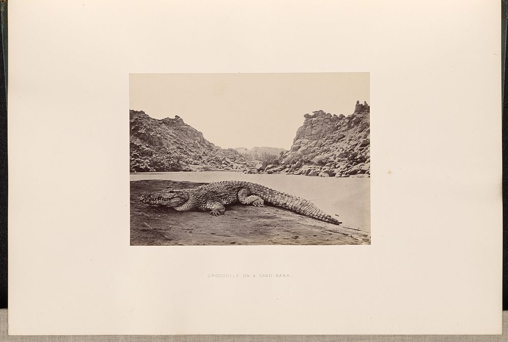 Crocodile on a Sand Bank by Francis Frith