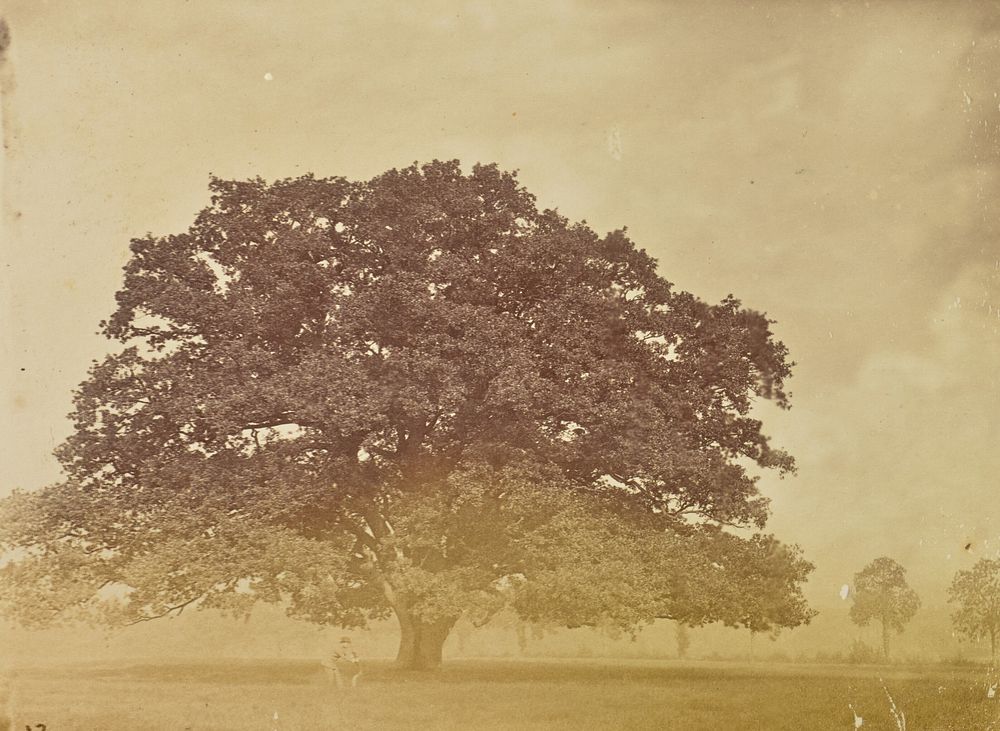 Tree by Willoughby Wallace Hooper