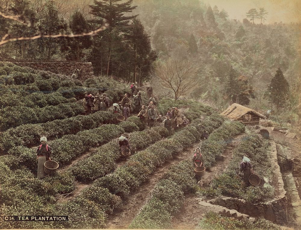 Tea Plantation by Kusakabe Kimbei