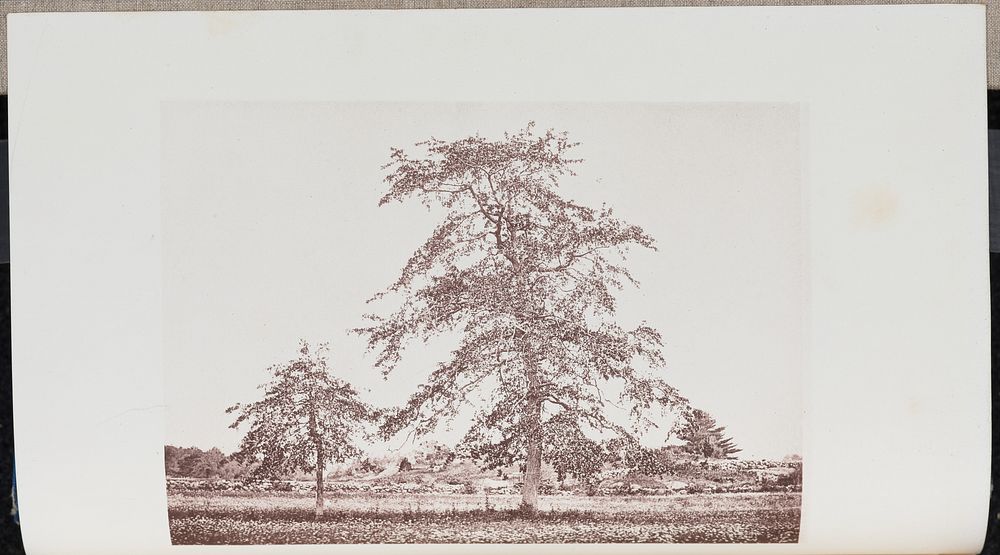 Tupelo-trees in a Field near the "Outlet" on the old Essex Road in Beverly by Wilson Flagg