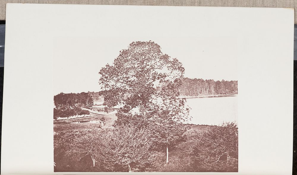 Trees near Mystic Pond in Medford, with their Foliage half developed by Wilson Flagg
