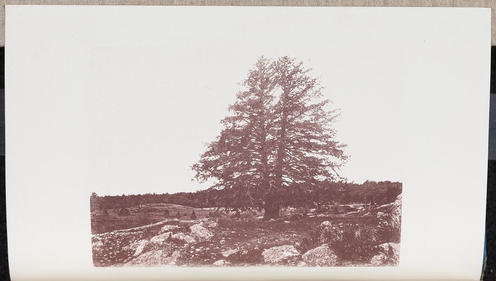 Hemlock standing on a Hillside, near Flax Pond in West Dedham. A tree of extraordinary breadth by Wilson Flagg