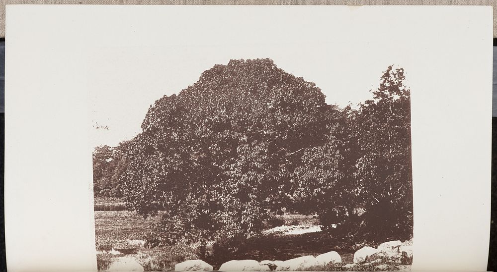 Chestnut on the Banks of Charles River near a Bridge in Weston by Wilson Flagg