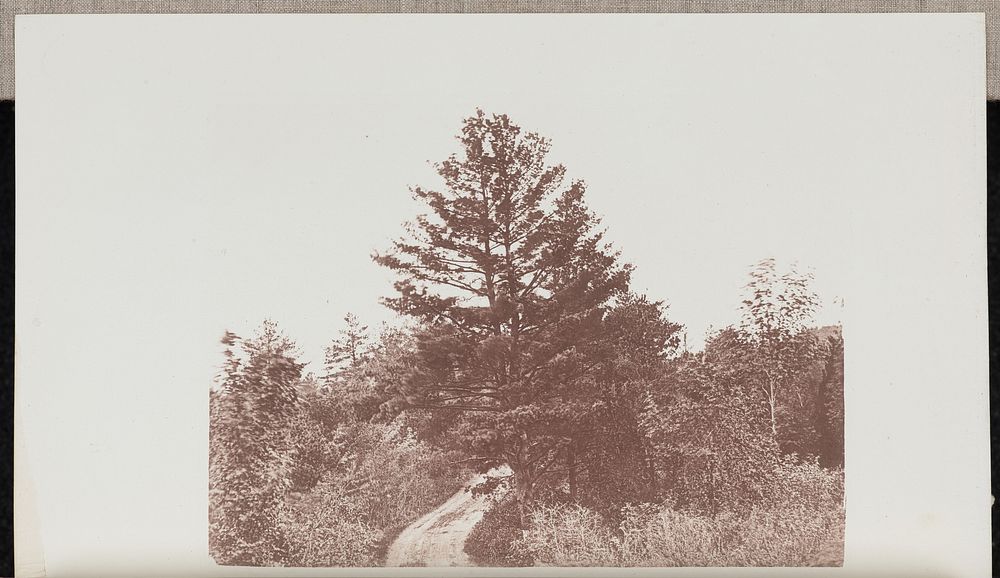 White Pine standing on the Entrance to a Wood in Melrose by Wilson Flagg