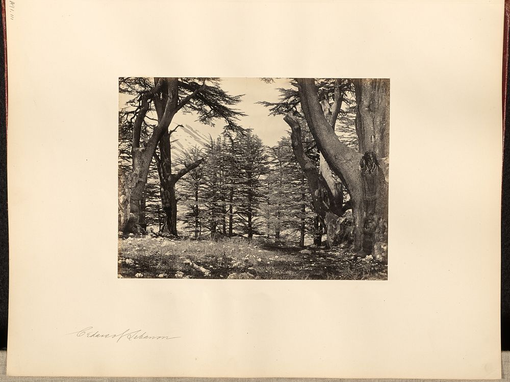 Cedars of Lebanon by Francis Frith