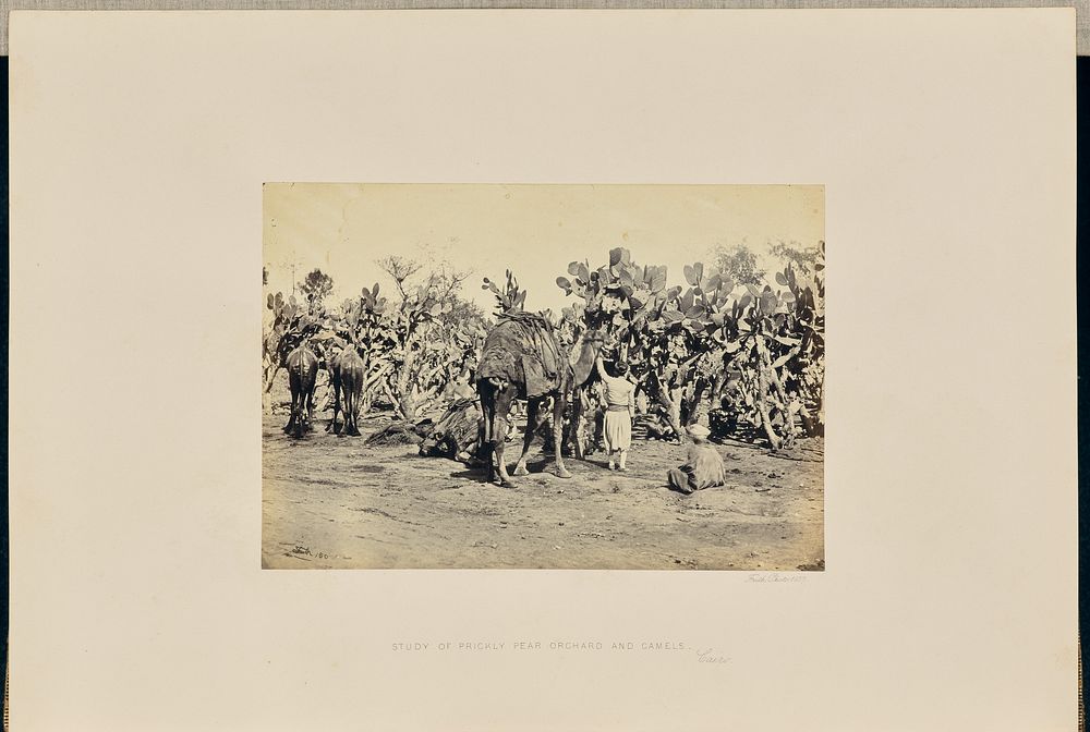 Study of Prickly Pear Orchard and Camels, Cairo by Francis Frith