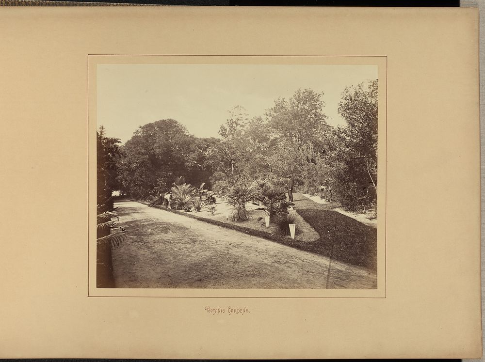 Botanic Gardens by Charles Percy Pickering and New South Wales Government Printing Office