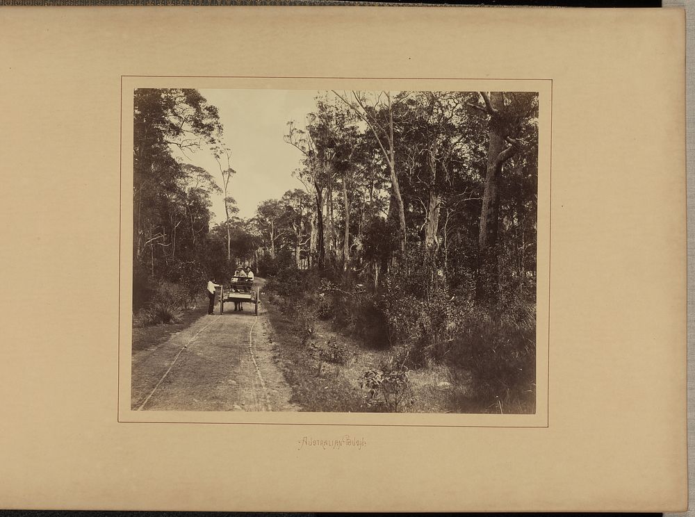 Australian Bush by New South Wales Government Printing Office