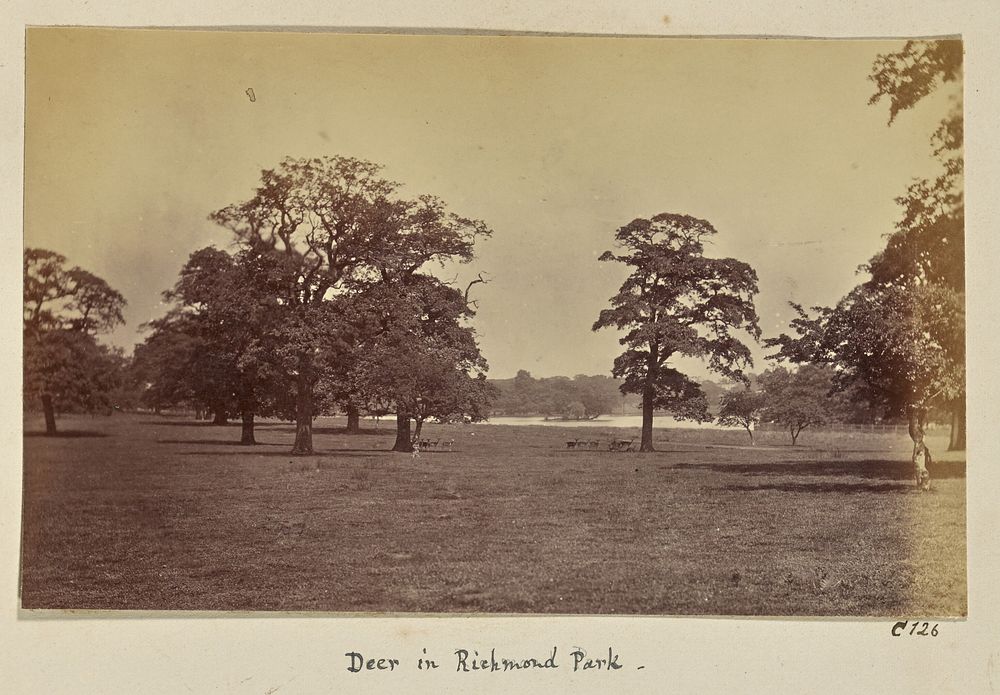 Deer in Richmond Park by Ronald Ruthven Leslie Melville
