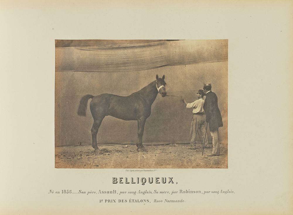 Belliqueux by Adrien Alban Tournachon