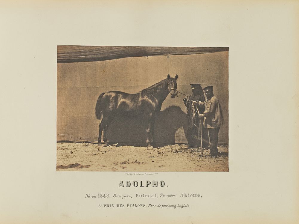 Adolpho by Adrien Alban Tournachon