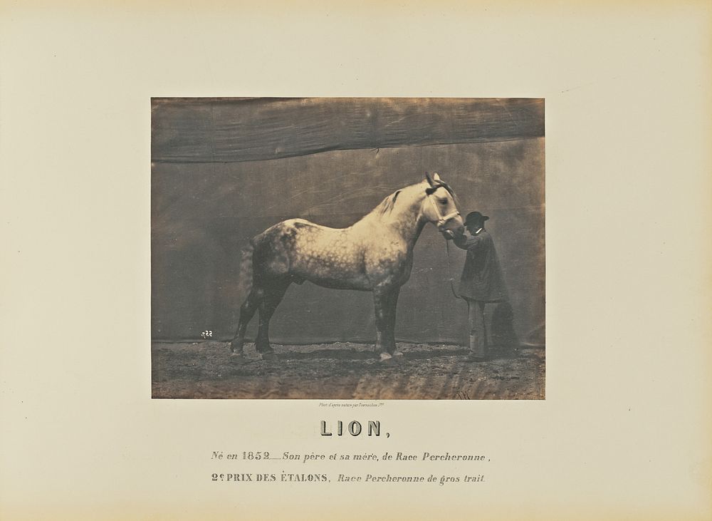 Lion by Adrien Alban Tournachon