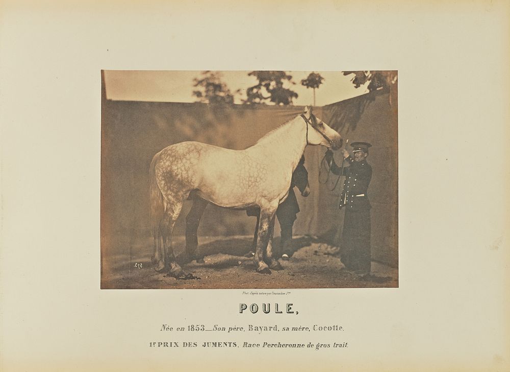 Poule by Adrien Alban Tournachon
