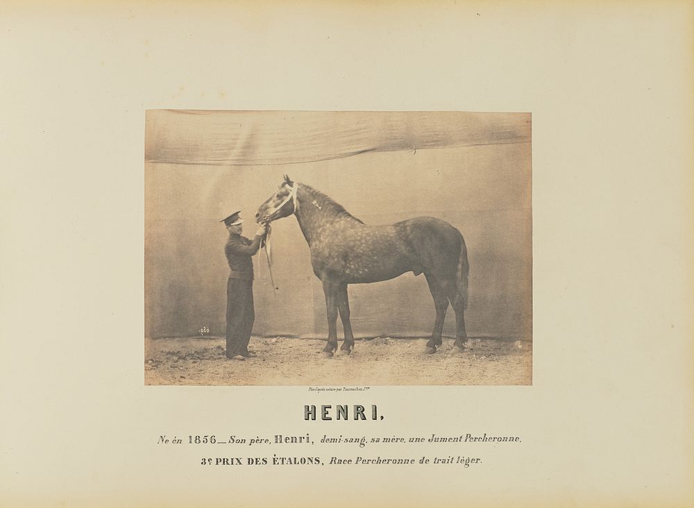 Henri by Adrien Alban Tournachon