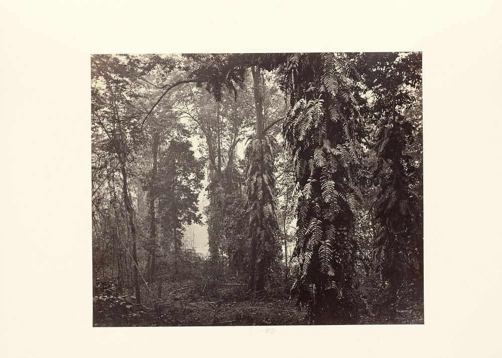 Darjeeling; Creepers in the Forest below Ging by Samuel Bourne