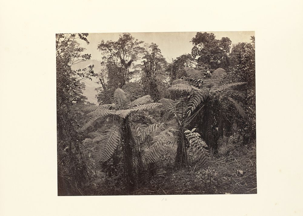 Darjeeling; Group of Tree Ferns at Lebong by Samuel Bourne