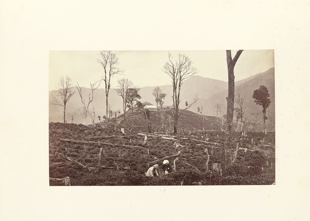 Darjeeling; View of the Selim Tea Estate, Showing the Upper Factory and Bungalow by Samuel Bourne
