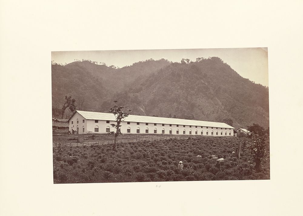 Darjeeling; View of the Selim Tea Estate, Showing the New Factory, Lower Division by Samuel Bourne